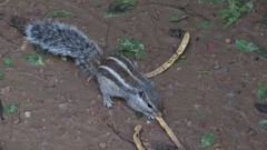 Funambulus pennantii