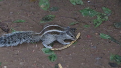 Funambulus pennantii