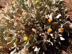 Anemocarpa podolepidium