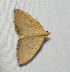 Chrysolarentia insulsata