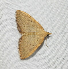 Chrysolarentia insulsata