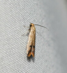 Tachystola hemisema