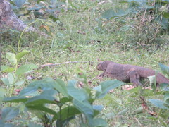 Varanus bengalensis