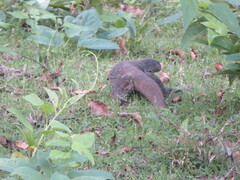 Varanus bengalensis