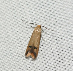 Tachystola hemisema