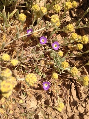 Calandrinia remota