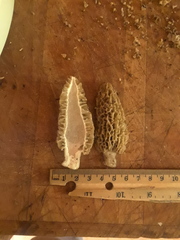 Morchella tomentosa
