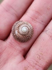 Coelotrochus tiaratus