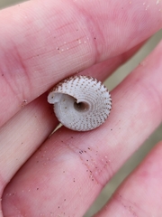 Coelotrochus tiaratus