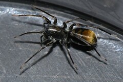 Nyssus luteofinis