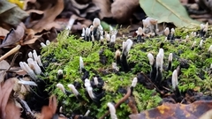 Xylaria