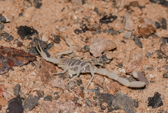Uroplectes pilosus