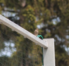 Phoenicurus ochruros gibraltariensis