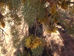 Hakea eyreana