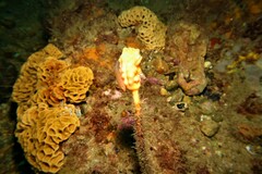 Cochleoceps bicolor