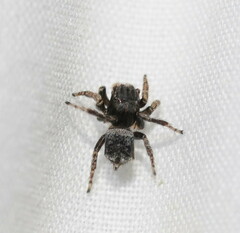 Maratus vespertilio