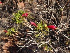 Eremophila duttonii