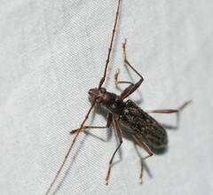 Aesiotyche favosa