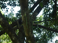 Dendrobium teretifolium