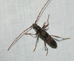 Aesiotyche favosa