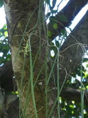 Dendrobium teretifolium