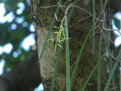 Dendrobium teretifolium