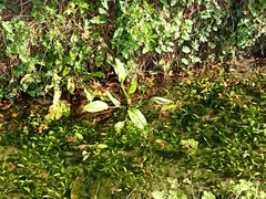 Aristolochia clematitis