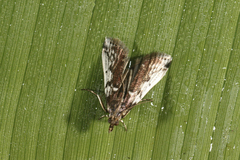 Ectomyelois muriscis