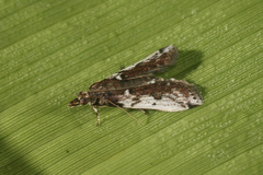 Ectomyelois muriscis