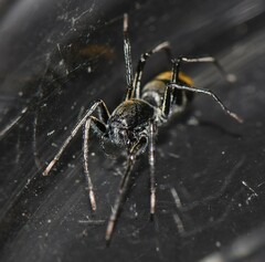 Nyssus luteofinis