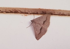 Nearcha dasyzona