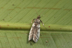 Ectomyelois muriscis