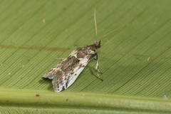 Ectomyelois muriscis