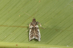 Ectomyelois muriscis