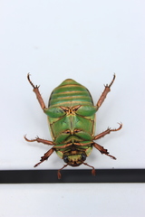 Chrysina adelaida