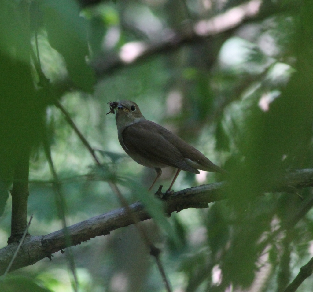 Western Nightingale