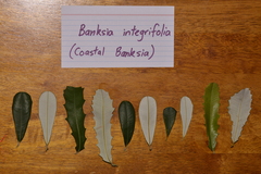 Banksia integrifolia
