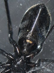 Nyssus luteofinis