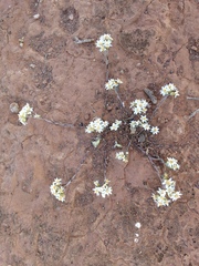 Rhodanthe microglossa