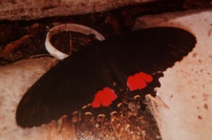 Parides erithalion