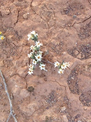 Rhodanthe microglossa