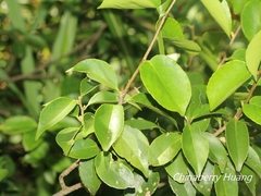 Theaceae