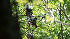 Pteropus conspicillatus