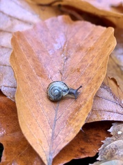 Mollusca