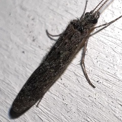 Hydrobiosidae