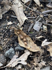 Caryomyia tuberculata