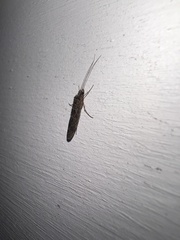 Hydrobiosidae