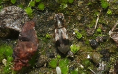 Notoxus conformis