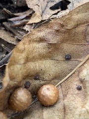 Caryomyia tuberculata