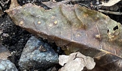 Caryomyia tuberculata